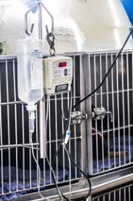 Cage – 24/7 Vet Clinic in Sarina, QLD Cage - 24/7 Vet Clinic in Sarina, QLD