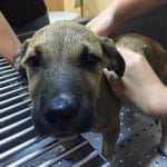 sad dog inside a veterinary clinic