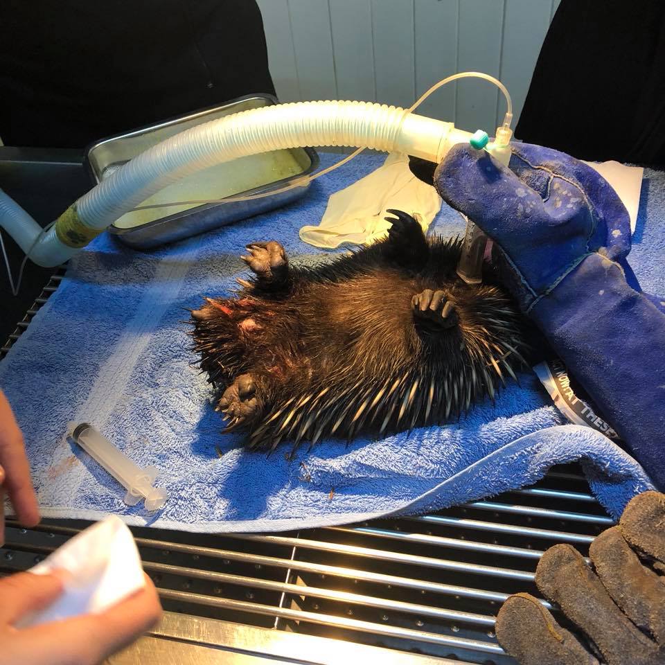 hedgehog being treated by the vet