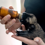 Nursing a newly born puppy