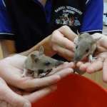 two small rats holding by two girls