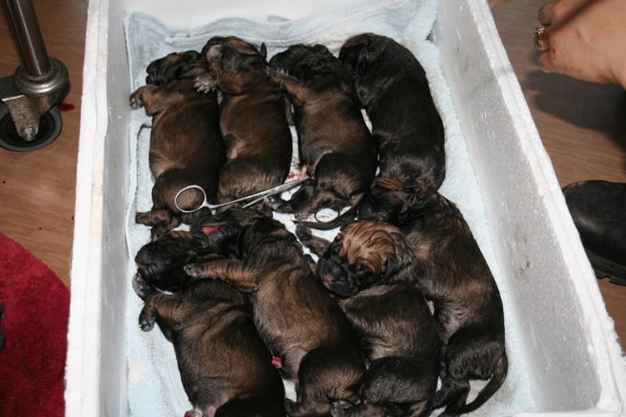 Newly born puppies