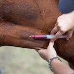 Horse Vaccine - 24/7 Vet Clinic in Sarina, QLD