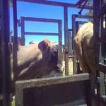 Cow - 24/7 Vet Clinic in Sarina, QLD