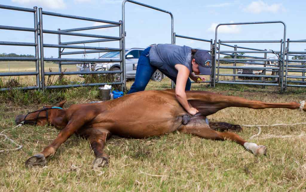 Horse - 24/7 Vet Clinic in Sarina, QLD