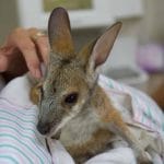 Kangaroo - 24/7 Vet Clinic in Sarina, QLD
