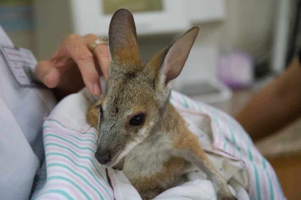 Kangaroo - 24/7 Vet Clinic in Sarina, QLD