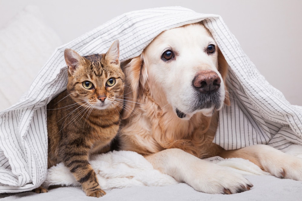 Golden Retriever Dog And Tabby Cat