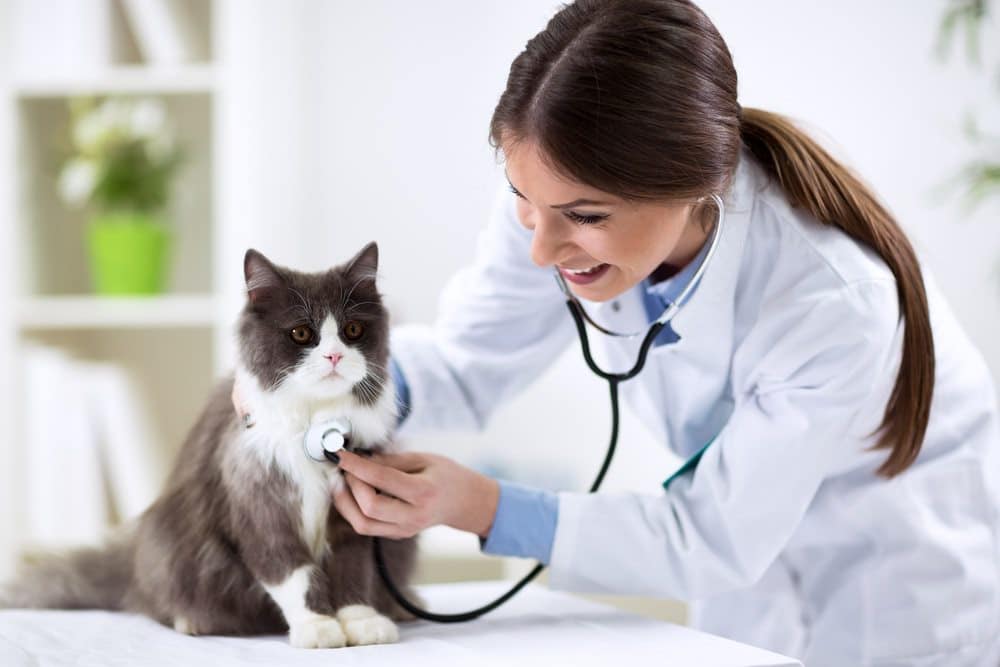 Read more about the article How to Choose a Suitable Vet Clinic