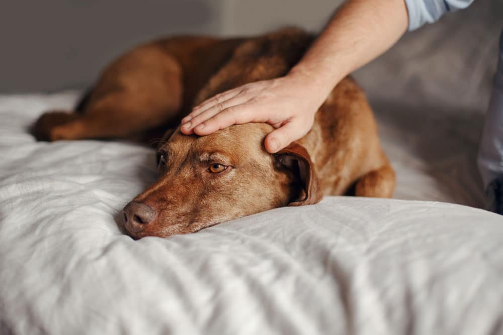 Read more about the article How To Tell If A Dog Has A Fever
