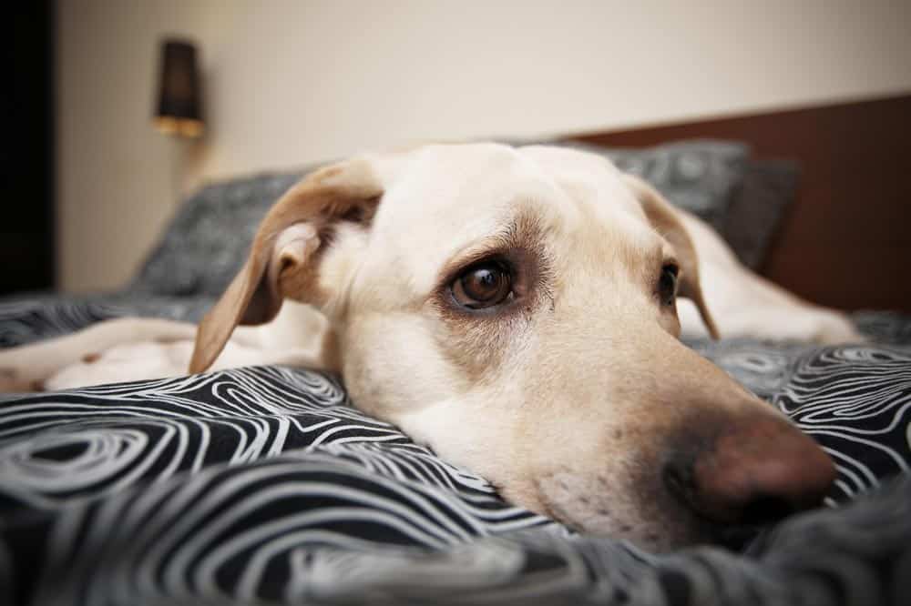 Read more about the article Signs Your Dog Is Stressed And How To Relieve It