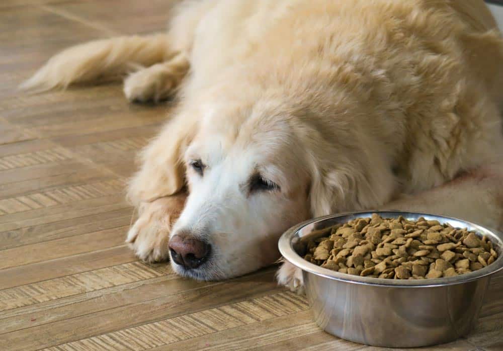 Read more about the article How to Tell If Your Dog Has Worms