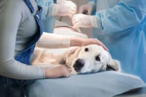 Dog Preparing For A Surgery