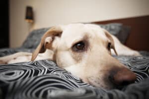 Sick Labrador Lying in bed