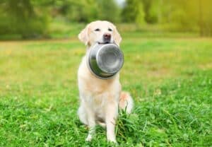 A Dog With A Bowl On A Grass Field