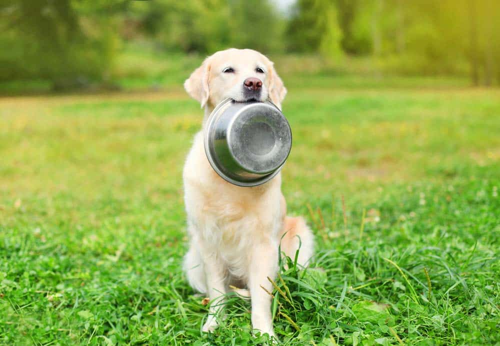 Read more about the article Breathing Difficulties In Pets: Causes And Emergency Treatment Options