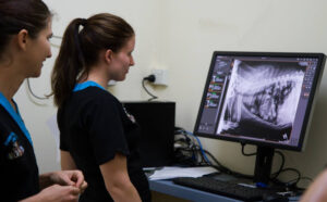 Two Veterinarians Checking The X-ray