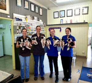 Four Reliable Veterinarians