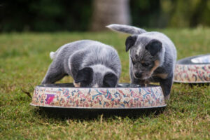 Two Cute Puppies Eating