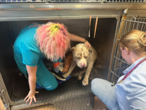 Veterinarians Checking Dog's Health Condition