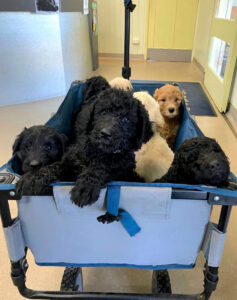 Cute Dogs On A Pet Wagon Inside A Vet Clinic In Sarina