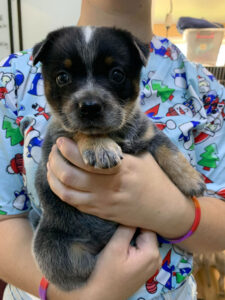 Cute Puppy Being Carried For A Weigh In