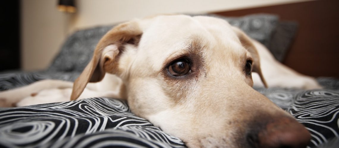 Sick Labrador Lying in bed