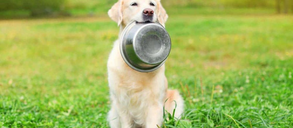 A Dog With A Bowl On A Grass Field