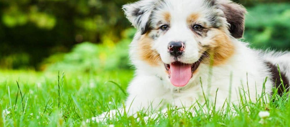 Cute Dog Lying On The Grass